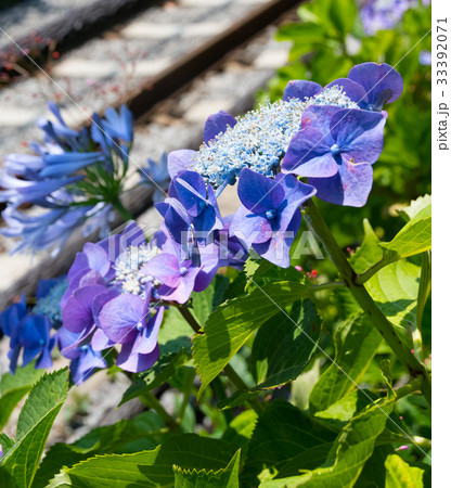 紫陽花と線路 33392071