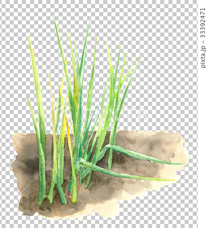 Small green onion Small green onion 33392471