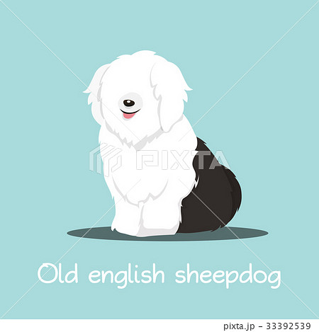 Cute old english sheepdog 33392539