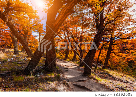 Path in the autumn forest. Patagonia, Argentina 33392605