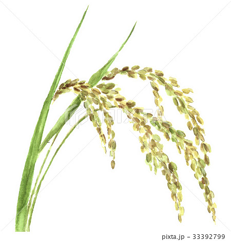 水彩で描いた稲穂のイラスト 33392799