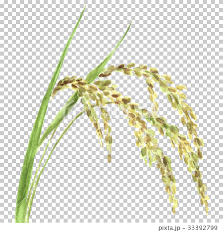 水彩で描いた稲穂のイラスト 33392799