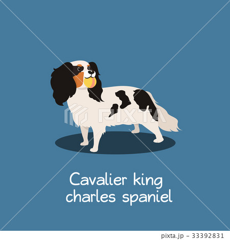 Cavalier king charles spaniel dog illustration 33392831