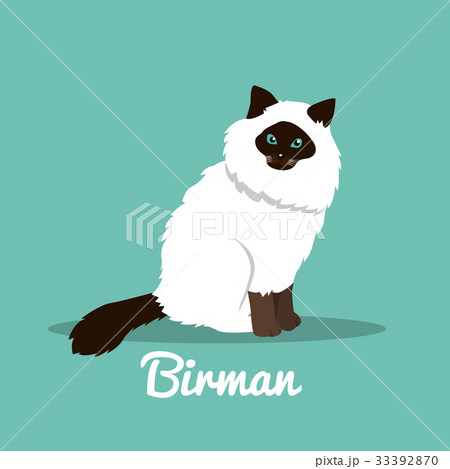 Birman cute cat with green eyes illustration 33392870