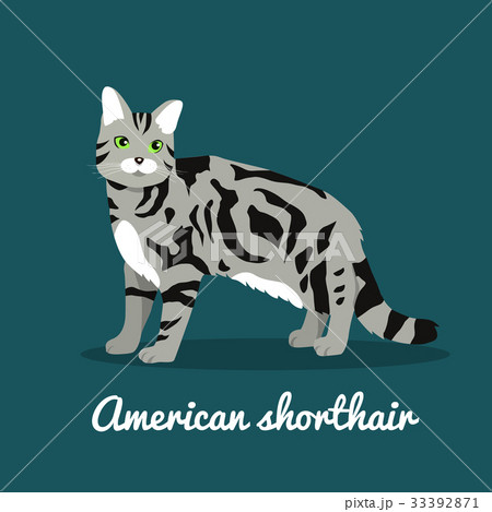 American shorthair cat pet is standing 33392871