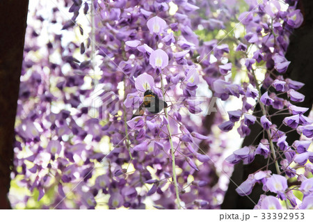 藤の花とクマンバチ 藤の花とクマンバチ 33392953