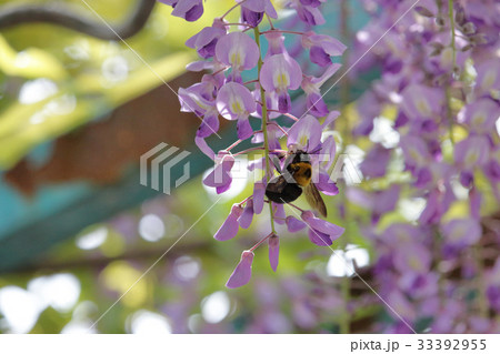 藤の花とクマンバチ 33392955