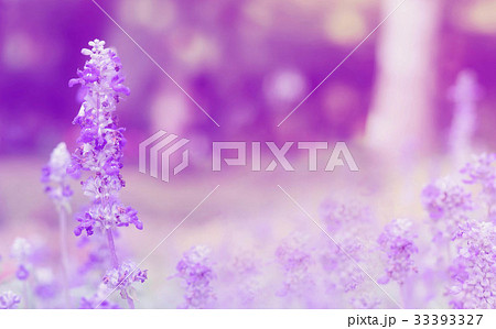 Soft blur on beautiful lavender flower in garden 33393327
