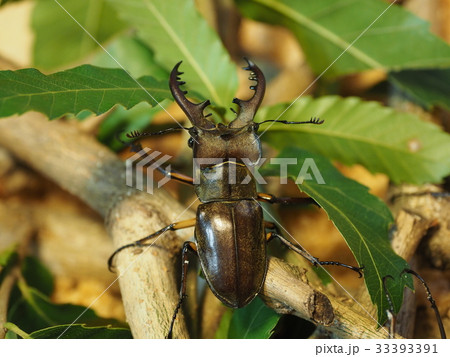 ミヤマクワガタ 33393391