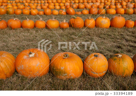 Ripe autumn pumpkins ornaments on the farm Ripe autumn pumpkins ornaments on the farm 33394189
