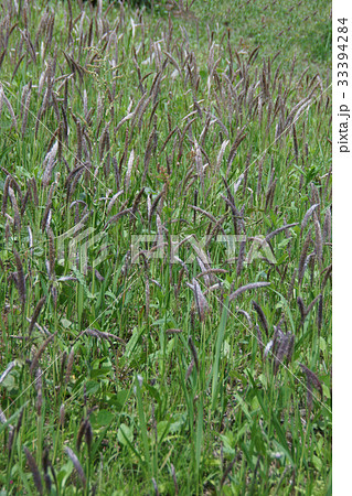 茅萱 チガヤ 花言葉は 子供の守護神 の写真素材