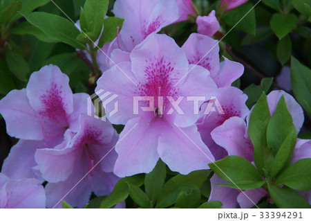 平戸躑躅 ヒラドツツジ 花言葉は「愛の喜び」 平戸躑躅 ヒラドツツジ 花言葉は「愛の喜び」 33394291