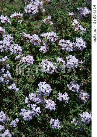 立麝香草 タチジャコウソウ タイム 花言葉は「活気」 立麝香草 タチジャコウソウ タイム 花言葉は「活気」 33394314