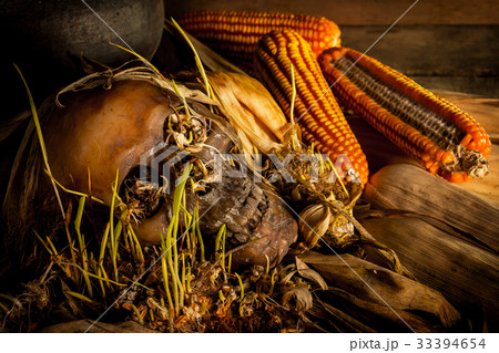 Human skull with corn shoots on the old wooden Human skull with corn shoots on the old wooden 33394654