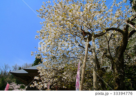 法用寺の虎の尾桜・会津五桜（会津美里町） 33394776