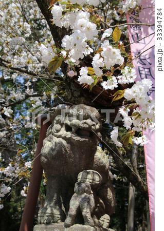 法用寺の虎の尾桜・会津五桜（会津美里町） 33394784