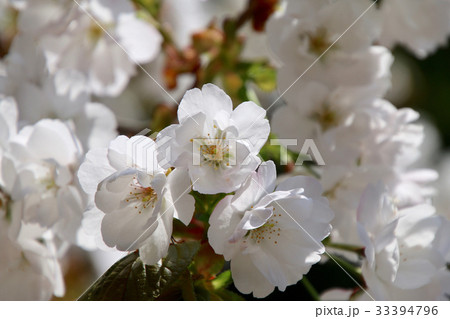 法用寺の虎の尾桜・会津五桜(会津美里町) 法用寺の虎の尾桜・会津五桜(会津美里町) 33394796