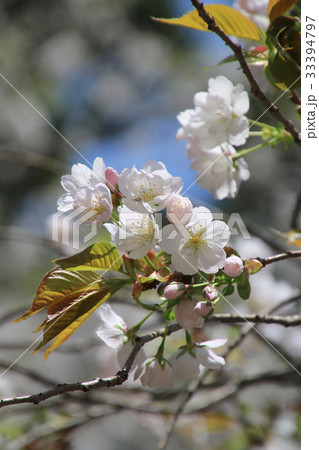 法用寺の虎の尾桜・会津五桜（会津美里町） 33394797