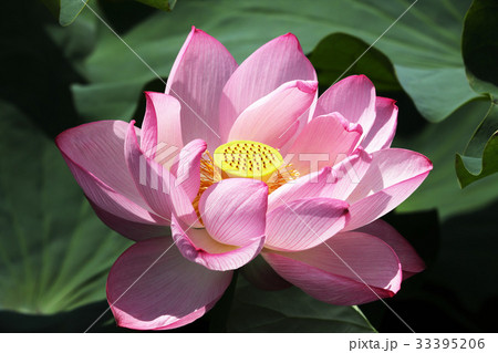 蓮の花 33395206