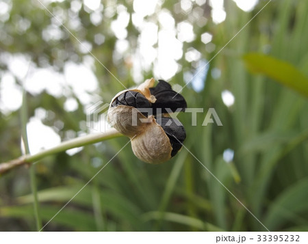 タマスダレの種 33395232