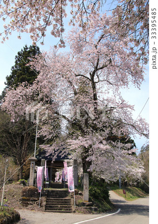 法用寺の桜（会津美里町） 33395485