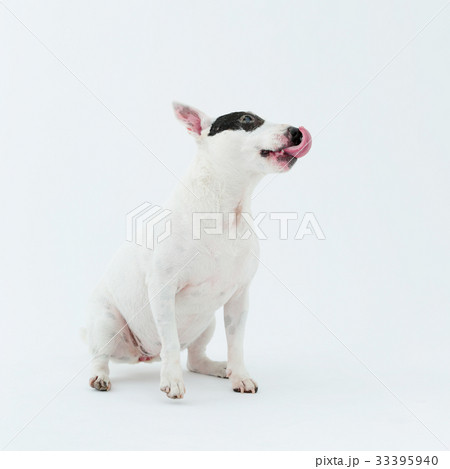 ブルテリア　アイパンチ 33395940