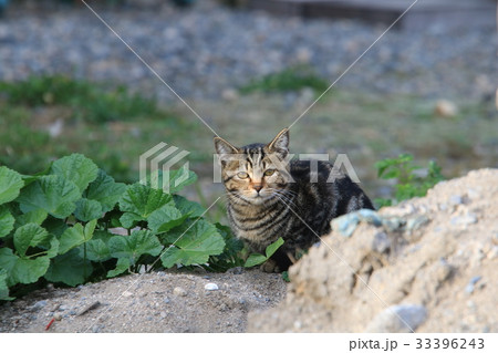 カメラが気になり一定の距離をとりつつ見つめるキジトラの子猫 33396243