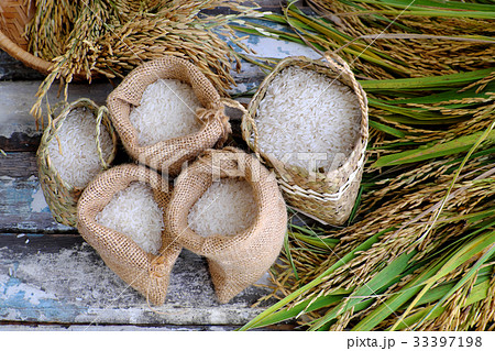 paddy grain and rice seed paddy grain and rice seed 33397198