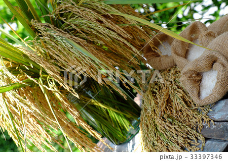 sheaf of rice and paddy grain 33397346