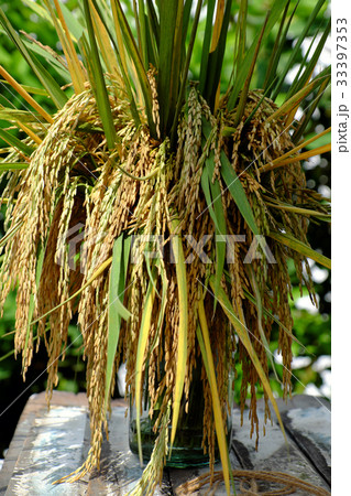 sheaf of rice and paddy grain 33397353