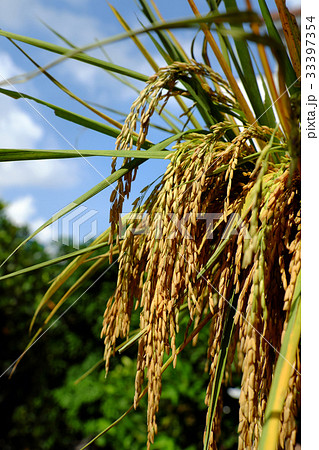 sheaf of rice and paddy grain 33397354