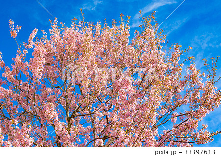 ヒマラヤザクラのある風景、冬の弁天通り公園 ヒマラヤザクラのある風景、冬の弁天通り公園 33397613