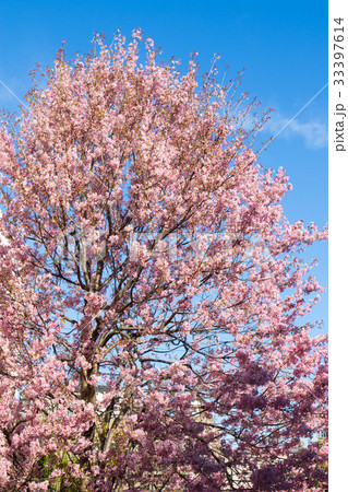 ヒマラヤザクラのある風景、冬の弁天通り公園 ヒマラヤザクラのある風景、冬の弁天通り公園 33397614
