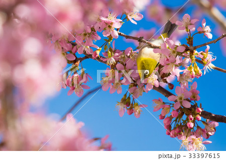 ヒマラヤザクラのある風景、冬の弁天通り公園 ヒマラヤザクラのある風景、冬の弁天通り公園 33397615