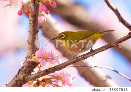 ヒマラヤザクラのある風景、冬の弁天通り公園 ヒマラヤザクラのある風景、冬の弁天通り公園 33397618