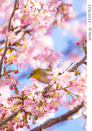 ヒマラヤザクラのある風景、冬の弁天通り公園 ヒマラヤザクラのある風景、冬の弁天通り公園 33397623
