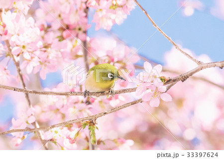 ヒマラヤザクラのある風景、冬の弁天通り公園 ヒマラヤザクラのある風景、冬の弁天通り公園 33397624