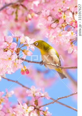 ヒマラヤザクラのある風景、冬の弁天通り公園 33397627