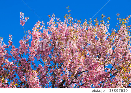 ヒマラヤザクラのある風景、冬の弁天通り公園 ヒマラヤザクラのある風景、冬の弁天通り公園 33397630