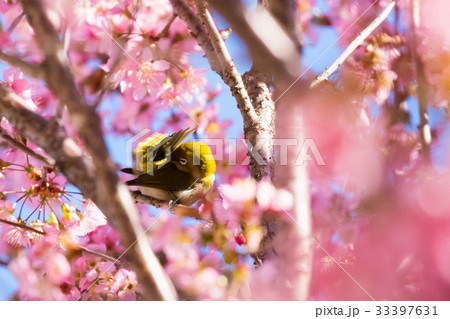 ヒマラヤザクラのある風景、冬の弁天通り公園 33397631