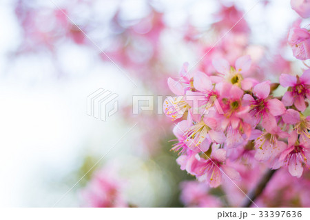ヒマラヤザクラのある風景、冬の弁天通り公園 33397636