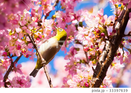 ヒマラヤザクラのある風景、冬の弁天通り公園 33397639