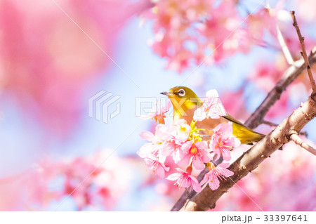 ヒマラヤザクラのある風景、冬の弁天通り公園 33397641