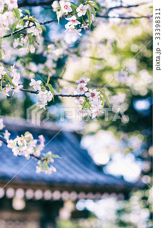 戸越公園の冬、ヒマラヤザクラが咲く12月　 33398311