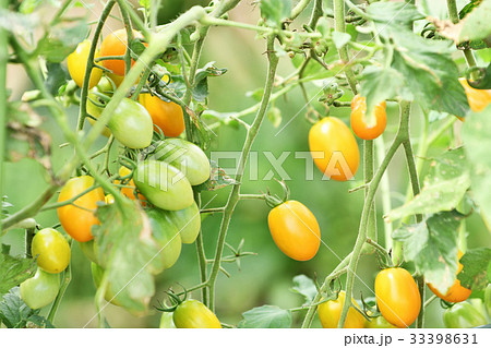 家庭菜園のフルーツトマト 33398631