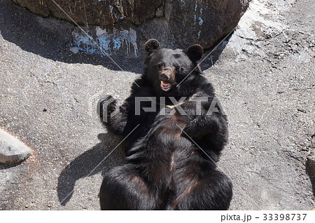 寝転がり餌をねだるクマ(奥飛騨クマ牧場) 寝転がり餌をねだるクマ(奥飛騨クマ牧場) 33398737
