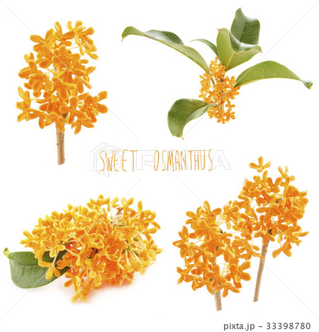 金木犀の花 金木犀の花 33398780