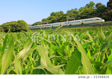 小田急ロマンスカーVSEとトウモロコシ畑 小田急ロマンスカーVSEとトウモロコシ畑 33398826