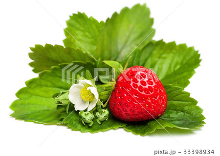 Red Strawberry Berry with Green Leaves and Flower 33398934