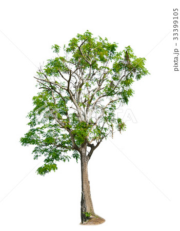 tree of Isolated on white background  33399105